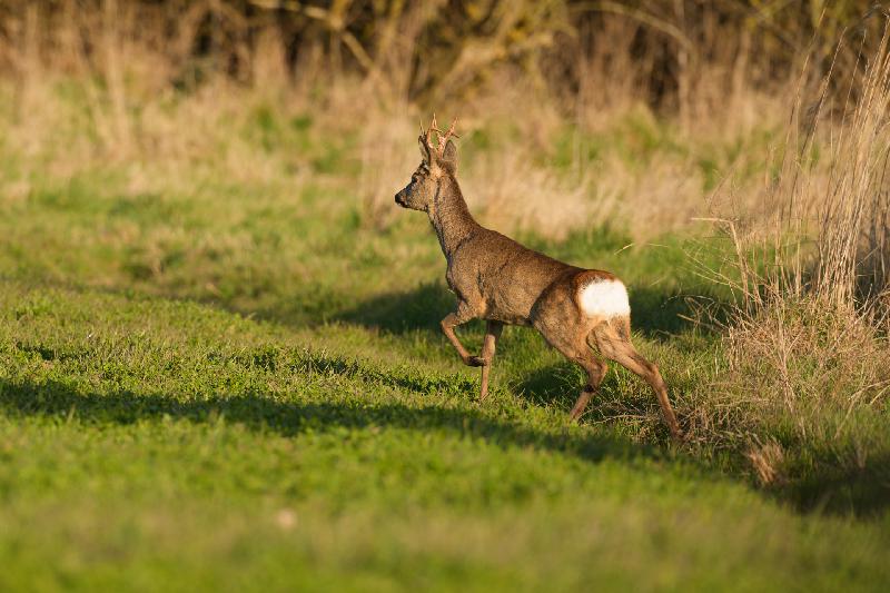 Jeder Schritt mit Bedacht - Rehbock