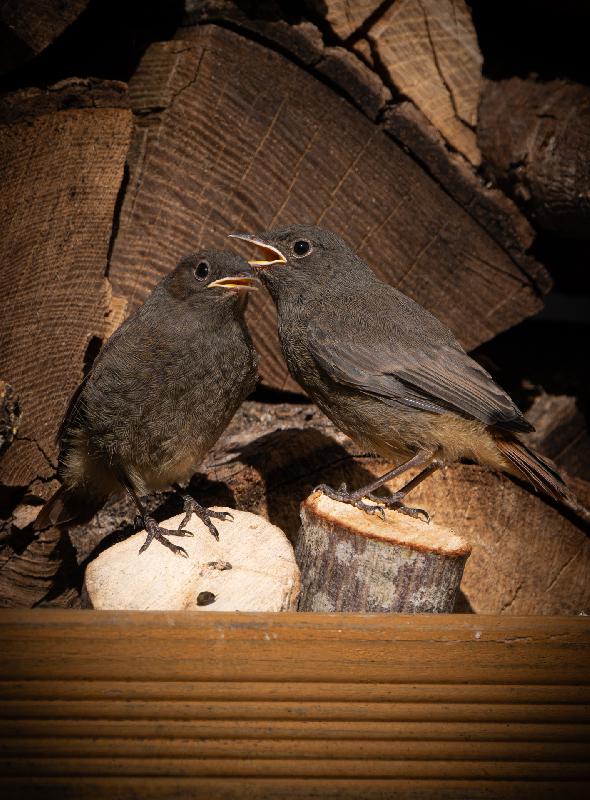 Junge Hausrotschwänze