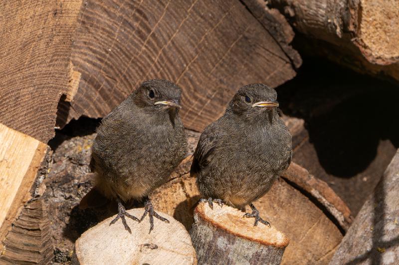 Junge Hausrotschwänze