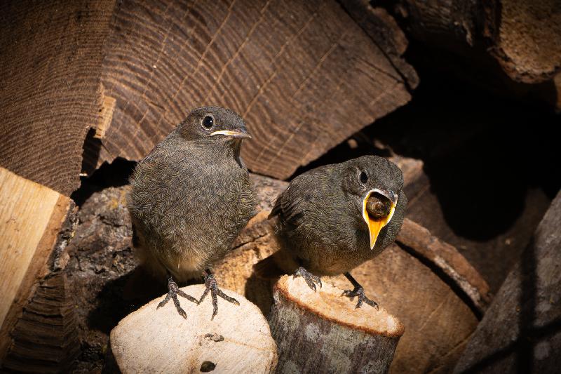 Junge Hausrotschwänze