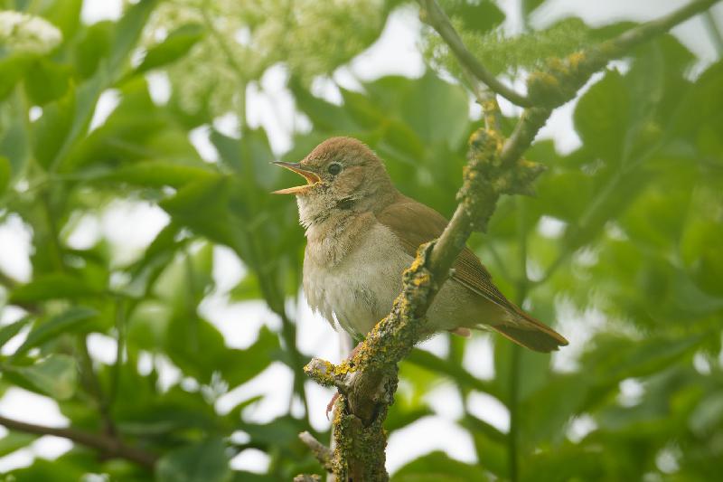 Junge Nachtigal im Busch