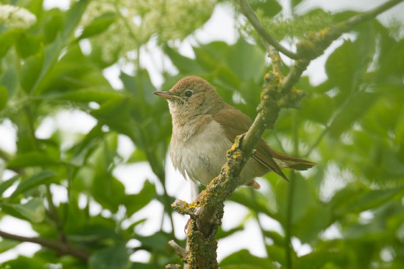 Junge Nachtigal im Busch
