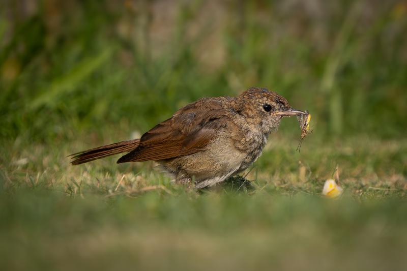 Junge Nachtigal mit Beute