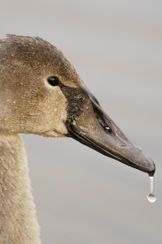 Junger Höckerschwan