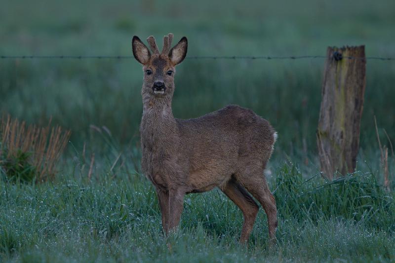 Junger Rehbock im Bast