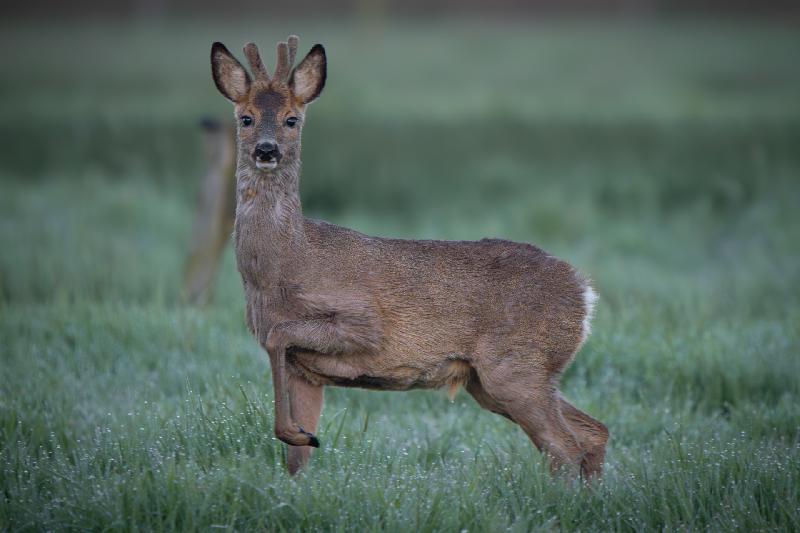 Junger Rehbock im Bast