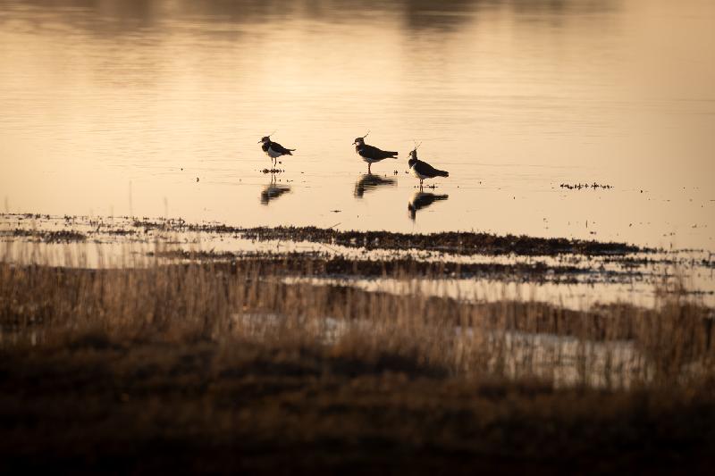 Kiebitze in der Abendsonne