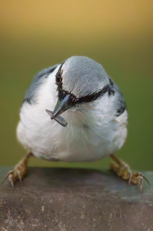 Kleiber an einer Futterstelle
