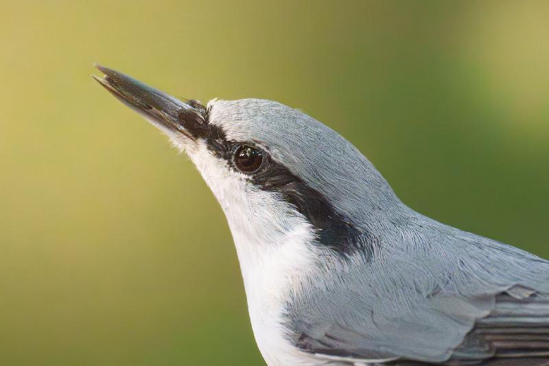 Kleiber an einer Futterstelle