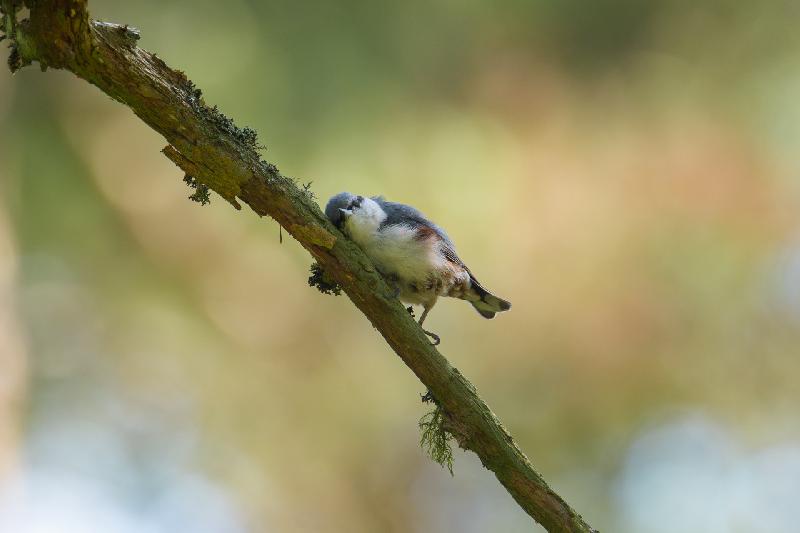 Kleiber knuddelt Kiefer