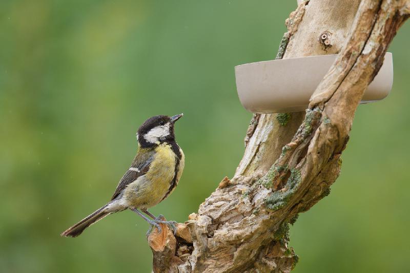 Kohlmeise - ist da noch was drin?