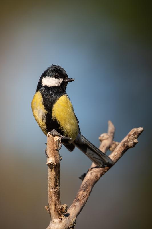 Kohlmeise an der Futterstelle