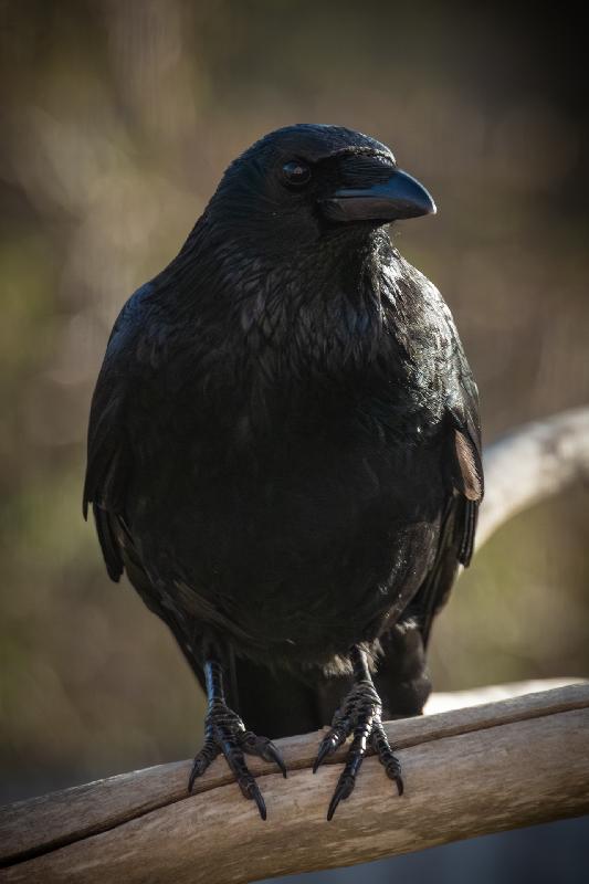 Kolkrabe an der Futterstelle