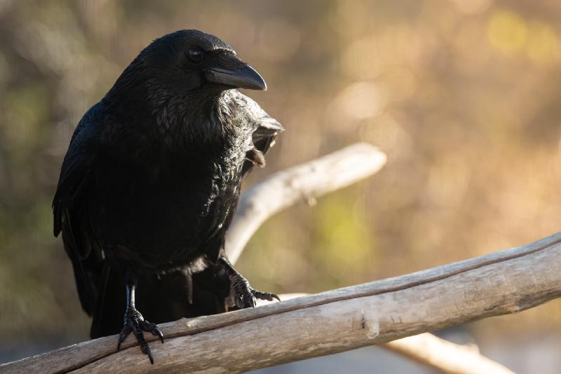 Kolkrabe an der Futterstelle