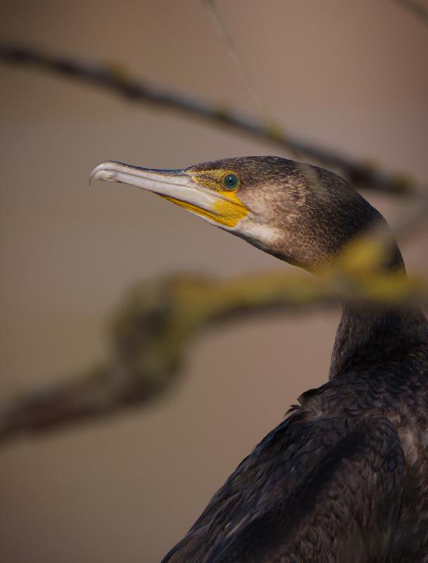 Kormoran