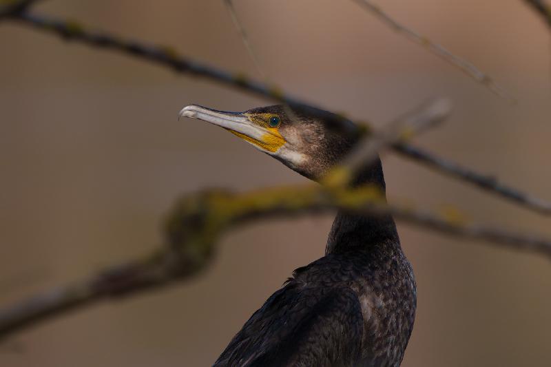 Kormoran