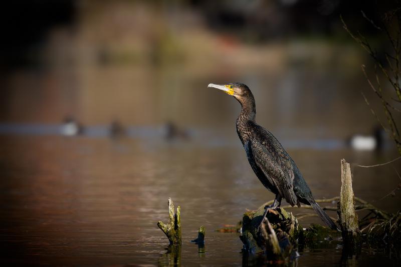 Kormoran am Mühlenteich in Wismar