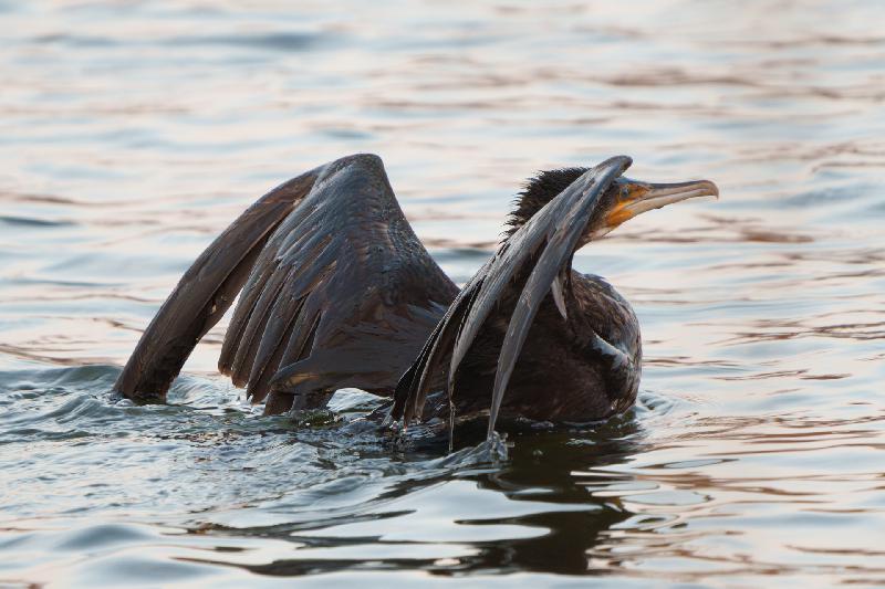 Kormoran direkt nach der Landung
