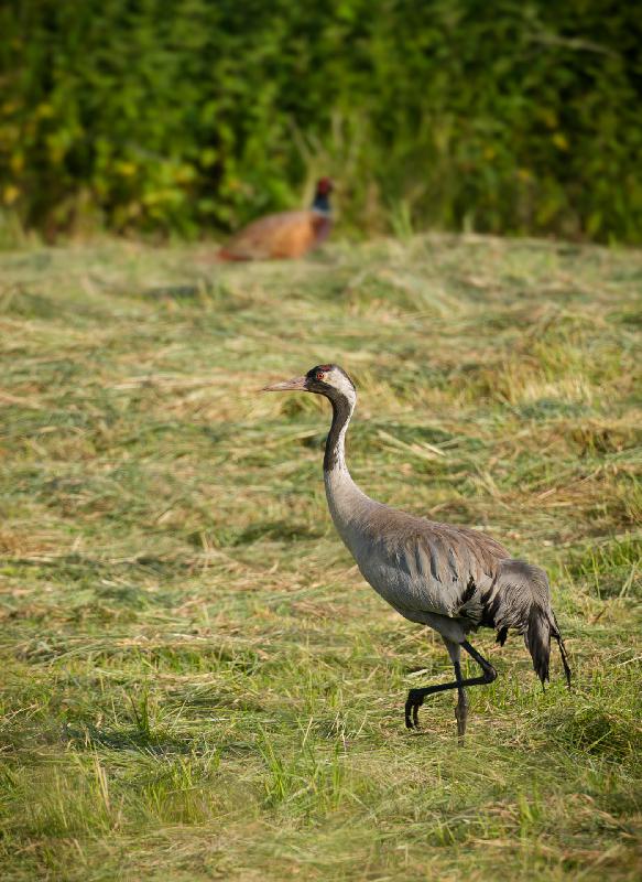 Kranich und Fasan auf einer Wiese