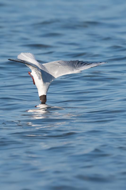 Lachmöwe beim Eintauchen