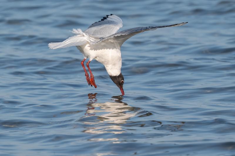 Lachmöwe beim Eintauchen