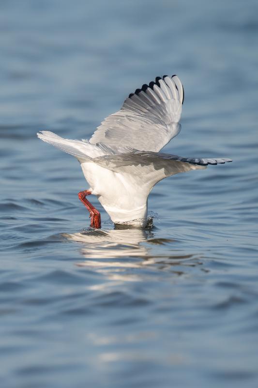 Lachmöwe beim Eintauchen