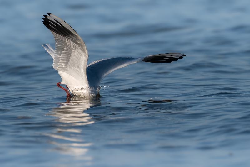 Lachmöwe beim Eintauchen