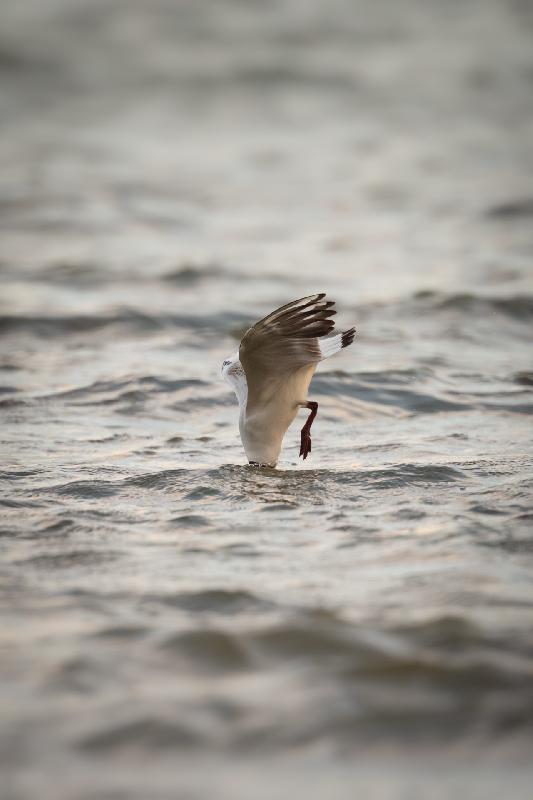Lachmöwe beim Fischfang