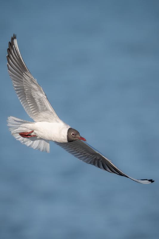 Lachmöwe im Flug (Sommerkleid)