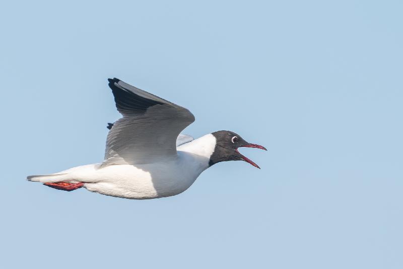 Lachmöwe im Flug (Sommerkleid)