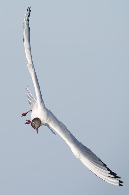 Lachmöwe im Flug (Sommerkleid)