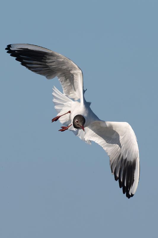Lachmöwe im Flug (Sommerkleid)