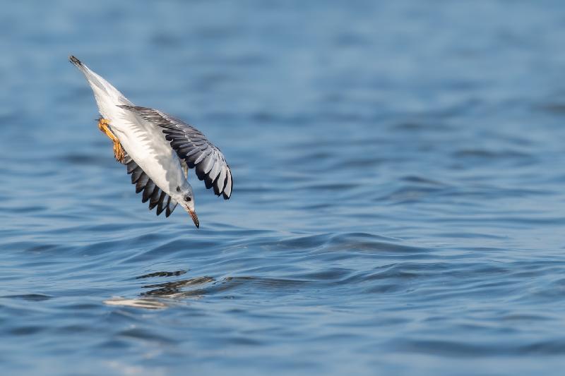 Lachmöwe noch im Winterkleid