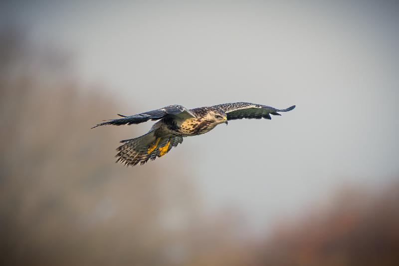 Mäusebussard beim Jagen