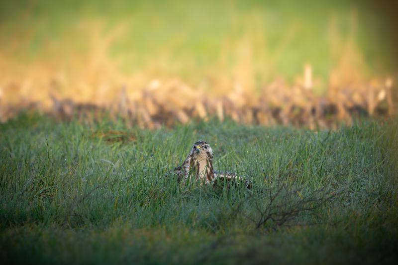 Mäusebussard nach erfolgreicher Jagd