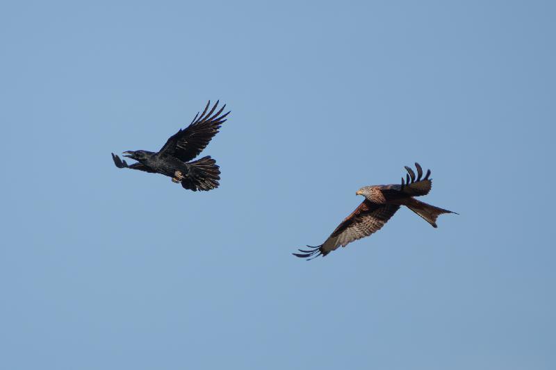 Milan ärgert Krähe