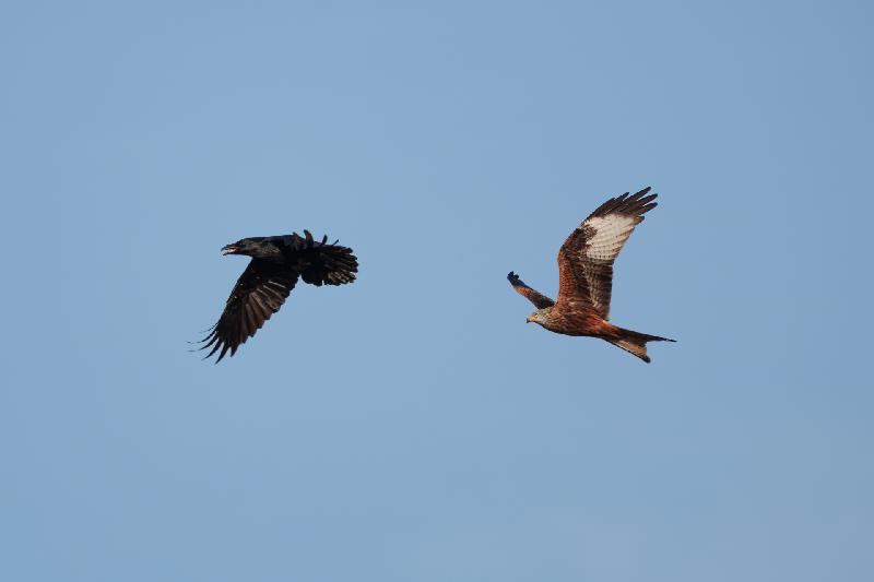 Milan ärgert Krähe