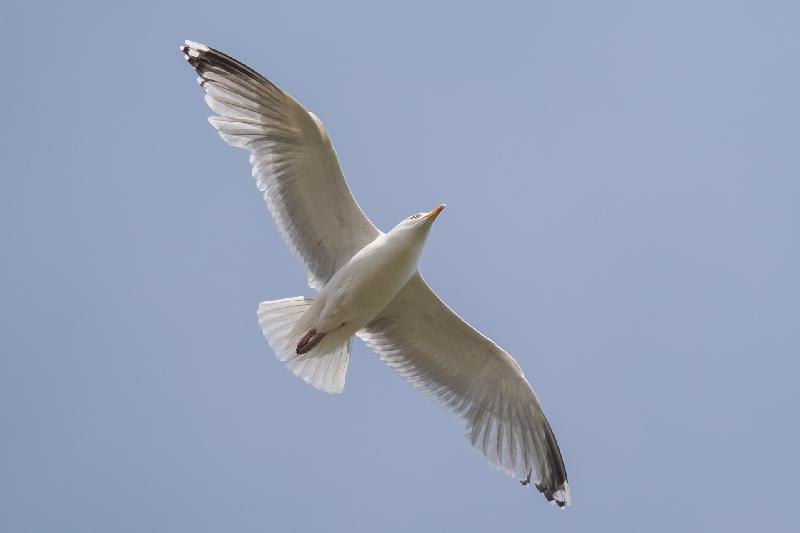 Möwe