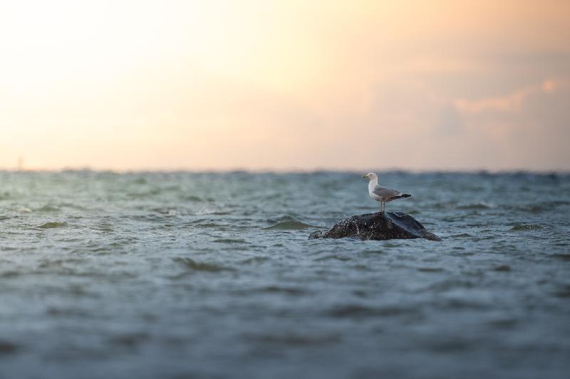 Möwe auf Stein in der Ostsee