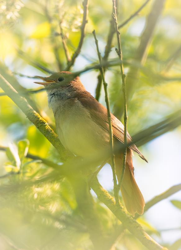 Nachtigall tief im Gebüsch