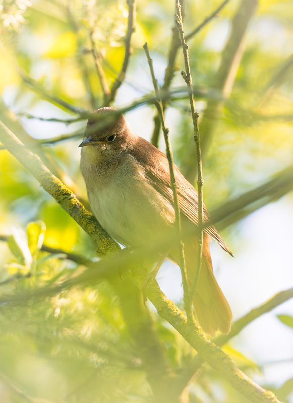 Nachtigall tief im Gebüsch