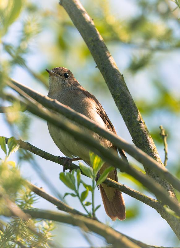 Nachtigall tief im Gebüsch
