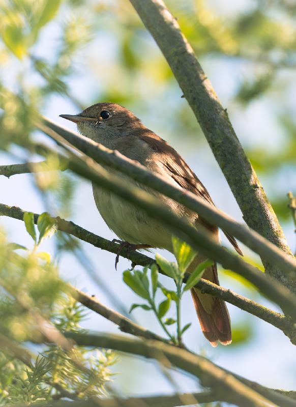 Nachtigall tief im Gebüsch