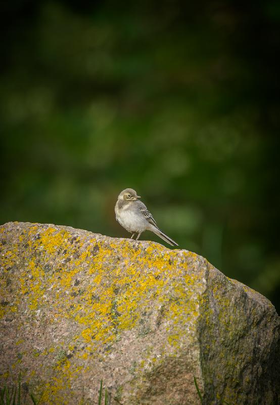 Nachwuchs bei den Bachstelzen