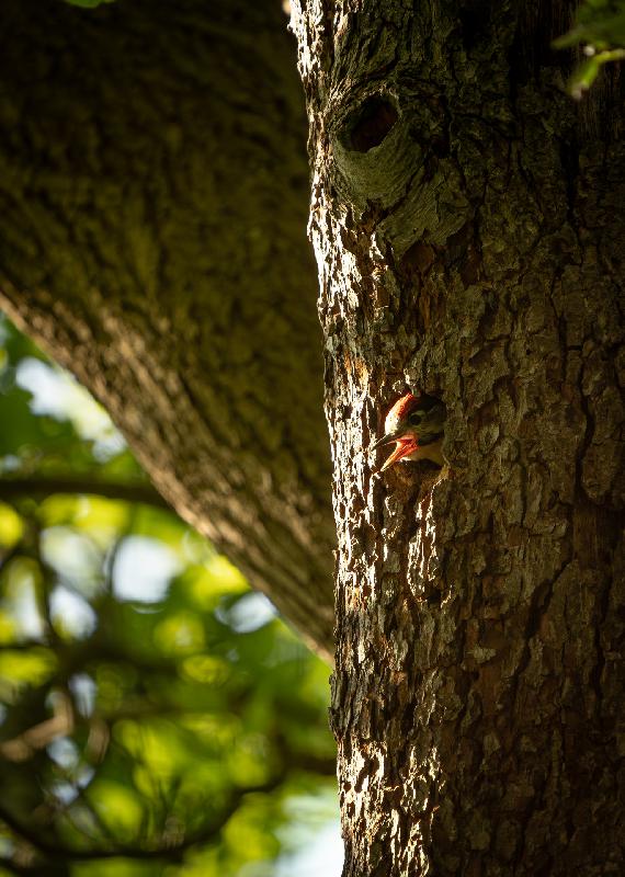 Nachwuchs bei den Buntspechten