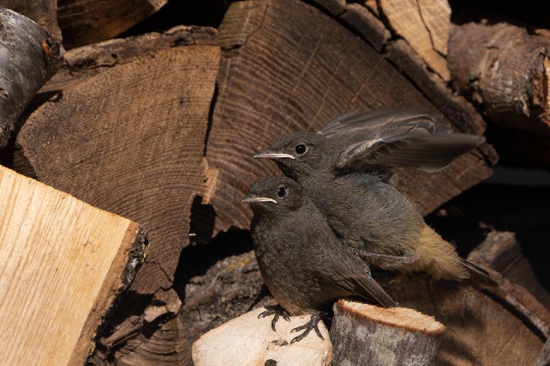 Nachwuchs bei den Rotschwänzen