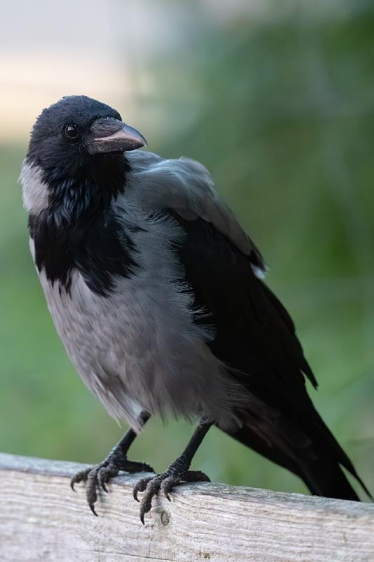 Nebelkrähe