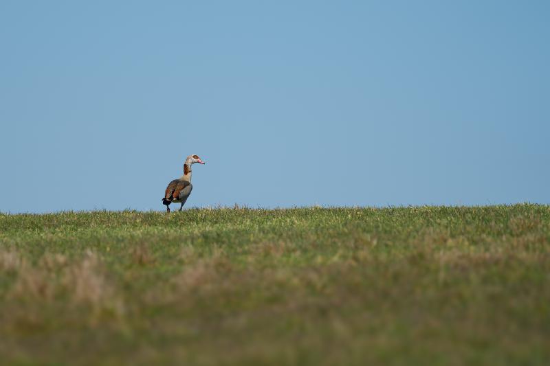 Nilgans auf einem Feld bei Wismar