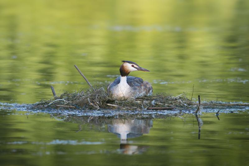 Nistender Haubentaucher