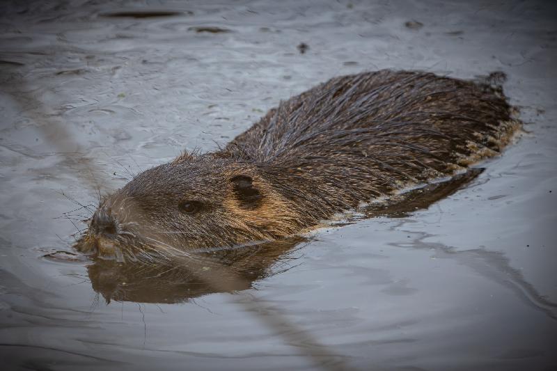 Nutria